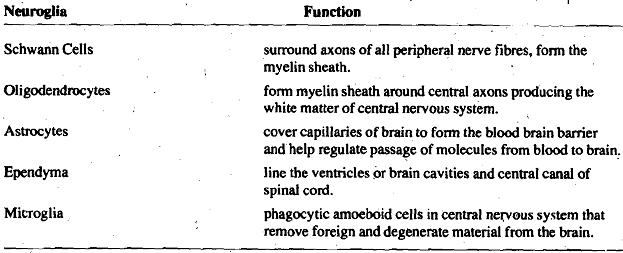 145_Types of Gills Cells and their Functions.png
